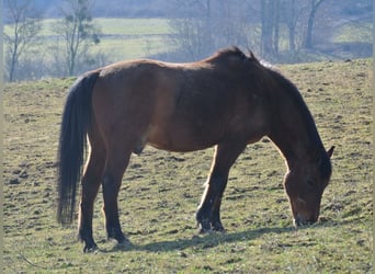 Deutsches Reitpony, Wallach, 27 Jahre, 145 cm, Brauner