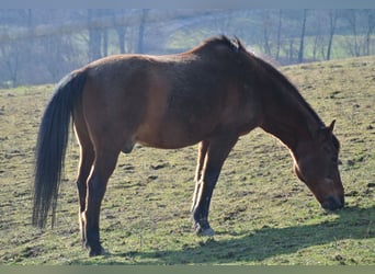 Deutsches Reitpony, Wallach, 27 Jahre, 145 cm, Brauner