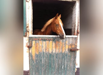 Deutsches Reitpony Mix, Wallach, 27 Jahre, 152 cm, Fuchs