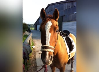Deutsches Reitpony, Wallach, 28 Jahre, 148 cm, Fuchs