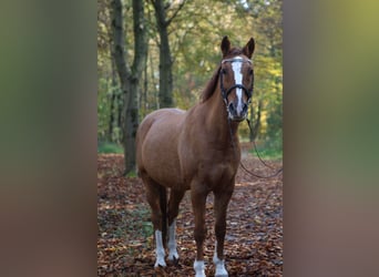 Deutsches Reitpony, Wallach, 28 Jahre, 148 cm, Fuchs