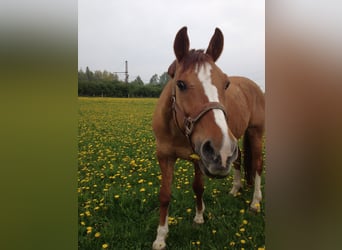 Deutsches Reitpony, Wallach, 28 Jahre, 148 cm, Fuchs