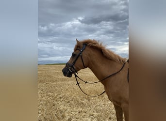Deutsches Reitpony Mix, Wallach, 28 Jahre, 155 cm, Fuchs