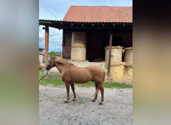 Deutsches Reitpony Mix, Wallach, 28 Jahre, 155 cm, Fuchs