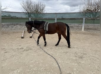 Deutsches Reitpony, Wallach, 29 Jahre, 145 cm, Brauner