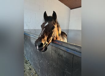 Deutsches Reitpony, Wallach, 29 Jahre, 145 cm, Brauner