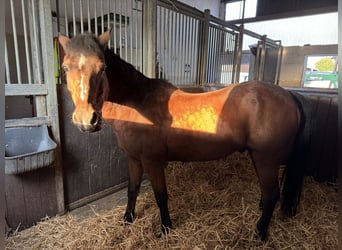 Deutsches Reitpony, Wallach, 29 Jahre, 145 cm, Brauner