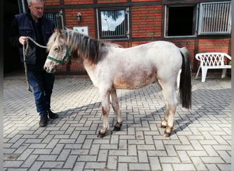 Deutsches Reitpony Mix, Wallach, 2 Jahre, 135 cm, Roan-Red