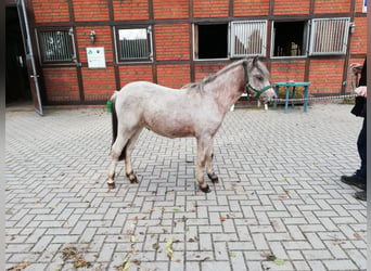 Deutsches Reitpony Mix, Wallach, 2 Jahre, 135 cm, Roan-Red