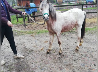 Deutsches Reitpony Mix, Wallach, 2 Jahre, 135 cm, Roan-Red