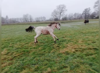 Deutsches Reitpony Mix, Wallach, 2 Jahre, 135 cm, Roan-Red