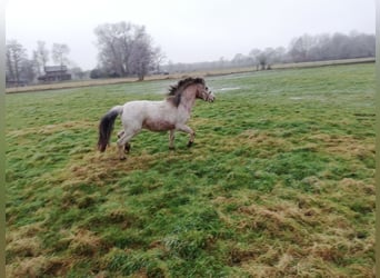 Deutsches Reitpony Mix, Wallach, 2 Jahre, 135 cm, Roan-Red