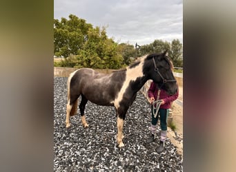 Deutsches Reitpony, Wallach, 2 Jahre, 135 cm, Schecke