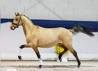 Deutsches Reitpony, Wallach, 2 Jahre, 138 cm, Falbe