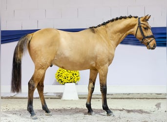 Deutsches Reitpony, Wallach, 2 Jahre, 138 cm, Falbe