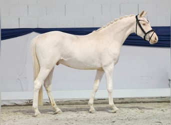 Deutsches Reitpony, Wallach, 2 Jahre, 139 cm, Cremello