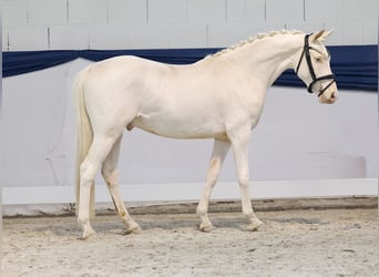 Deutsches Reitpony, Wallach, 2 Jahre, 139 cm, Cremello
