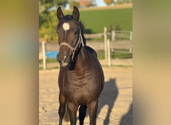 Deutsches Reitpony, Wallach, 2 Jahre, 140 cm, Brauner