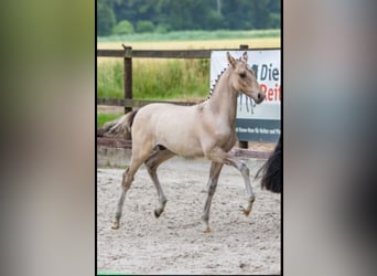 Deutsches Reitpony, Wallach, 2 Jahre, 140 cm, Falbe