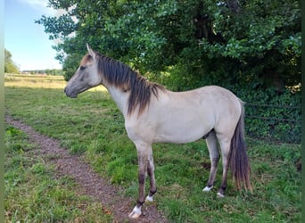 Deutsches Reitpony, Wallach, 2 Jahre, 140 cm, Falbe
