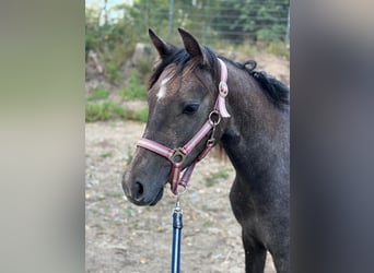 Deutsches Reitpony, Wallach, 2 Jahre, 140 cm, Kann Schimmel werden