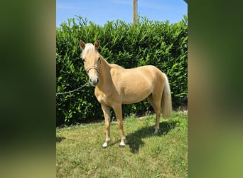 Deutsches Reitpony, Wallach, 2 Jahre, 140 cm, Palomino