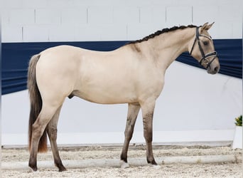 Deutsches Reitpony, Wallach, 2 Jahre, 141 cm, Falbe