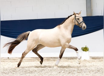 Deutsches Reitpony, Wallach, 2 Jahre, 141 cm, Falbe