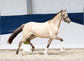 Deutsches Reitpony, Wallach, 2 Jahre, 141 cm, Falbe