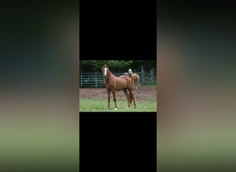 Deutsches Reitpony, Wallach, 2 Jahre, 141 cm, Fuchs