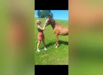Deutsches Reitpony, Wallach, 2 Jahre, 141 cm, Fuchs