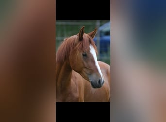Deutsches Reitpony, Wallach, 2 Jahre, 141 cm, Fuchs