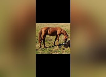 Deutsches Reitpony, Wallach, 2 Jahre, 141 cm, Fuchs