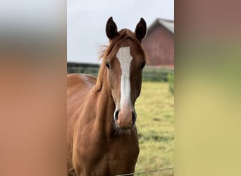 Deutsches Reitpony, Wallach, 2 Jahre, 142 cm