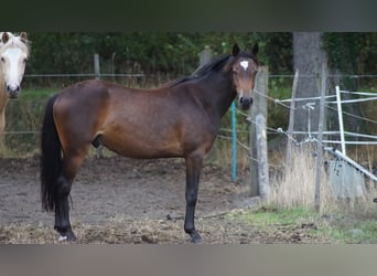 Deutsches Reitpony, Wallach, 2 Jahre, 142 cm, Dunkelbrauner