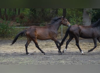 Deutsches Reitpony, Wallach, 2 Jahre, 142 cm, Dunkelbrauner