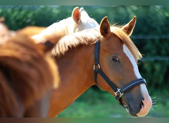 Deutsches Reitpony, Wallach, 2 Jahre, 142 cm, Fuchs