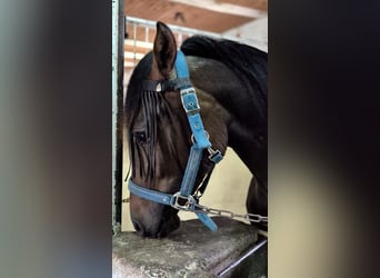 Deutsches Reitpony Mix, Wallach, 2 Jahre, 142 cm, Rotbrauner