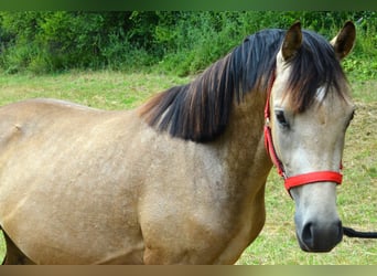 Deutsches Reitpony, Wallach, 2 Jahre, 143 cm, Buckskin