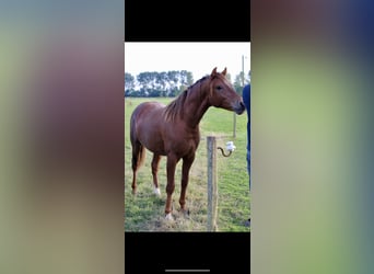 Deutsches Reitpony, Wallach, 2 Jahre, 143 cm, Dunkelfuchs