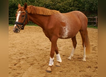 Deutsches Reitpony, Wallach, 2 Jahre, 143 cm, Fuchs