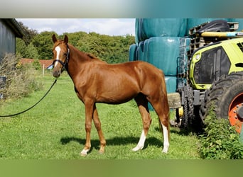 Deutsches Reitpony, Wallach, 2 Jahre, 143 cm, Fuchs