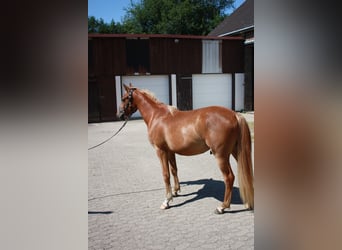 Deutsches Reitpony, Wallach, 2 Jahre, 143 cm, Fuchs