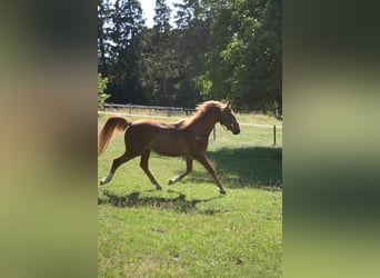 Deutsches Reitpony, Wallach, 2 Jahre, 143 cm, Fuchs