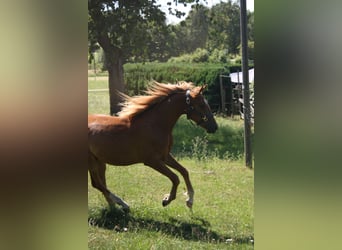 Deutsches Reitpony, Wallach, 2 Jahre, 143 cm, Fuchs