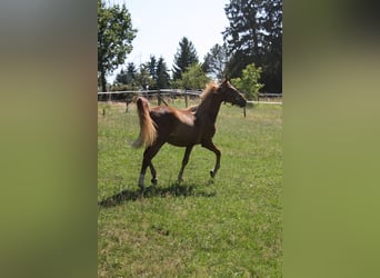 Deutsches Reitpony, Wallach, 2 Jahre, 143 cm, Fuchs