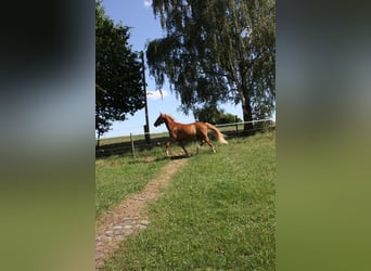 Deutsches Reitpony, Wallach, 2 Jahre, 143 cm, Fuchs