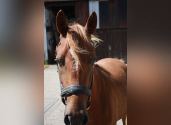 Deutsches Reitpony, Wallach, 2 Jahre, 143 cm, Fuchs