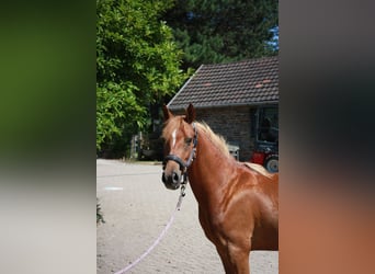 Deutsches Reitpony, Wallach, 2 Jahre, 143 cm, Fuchs