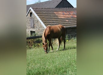 Deutsches Reitpony, Wallach, 2 Jahre, 143 cm, Fuchs